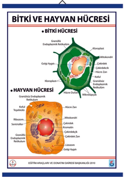 Bitki ve Hayvan Hücresi Levhası