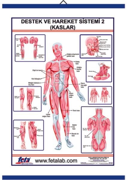 Destek ve Hareket Sisteminde Kaslar Levhası