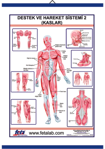 Destek ve Hareket Sisteminde Kaslar Levhası
