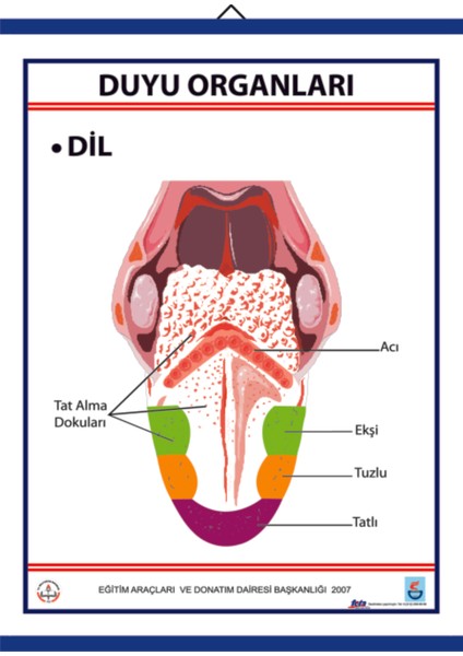 Duyu Organları Levhası Dil