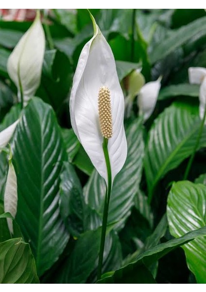Spathiphyllum/barış Çiçeği 60-70CM