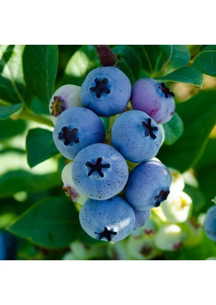 Vaccinium Corymbosum Elliott Yaban Mersini Fidanı