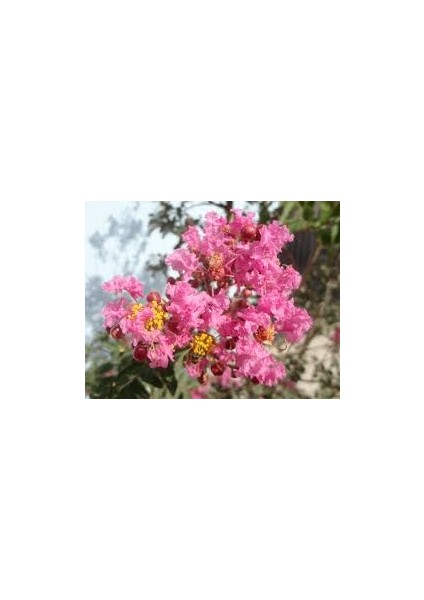 Lagerstroemia Indica Pink Pembe Oya Ağacı Fidanı