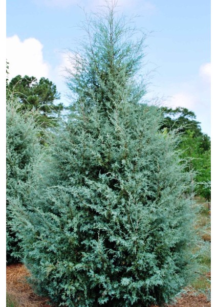 Cupressus Arizonica Mavi Servi Fidanı