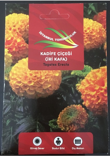 Çiçek Tohumu Iri Kadife fiyatları