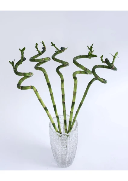 5 Adet Şans Bambusu-Lucky Bamboo 60 cm