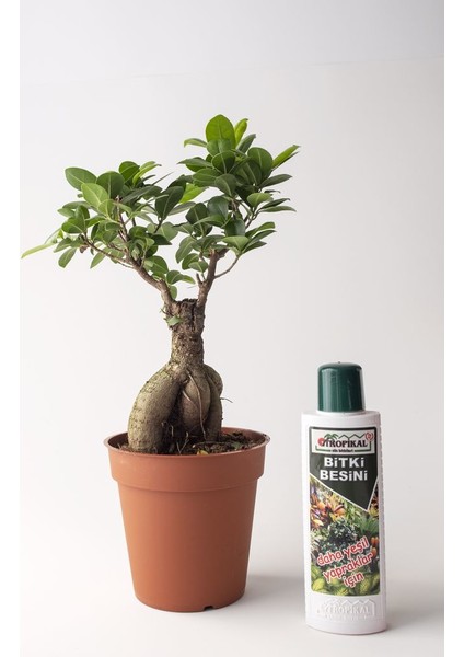 Bonsai Ficus Ginseng Çiçeği 40 CM(225 ml Besin Hediyeli)