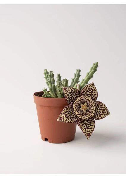 Leş Kaktüs-Stapelia Variegata 5.5 cm Saksıda