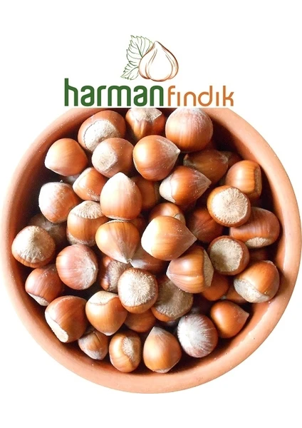 Harman Fındık Kabuklu Fındık 2,5 kg