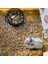 Kemirgen Tavşan Hamster Ginepig Guinea Pig Pelet Maması Yemi 5 kg 3