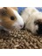 Kemirgen Tavşan Hamster Ginepig Guinea Pig Pelet Maması Yemi 10 kg 2