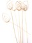 6lı Cane Pradeep 60 cm 1
