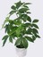 Handmade Beton Saksıda Yapay 18 Dallı Rubber Tree Bitkisi 70CM 1