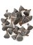 25LI Paket Mini Lotus Plant Lotus 1