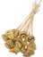 20 Adet Bambu Şiş Saplı Mini Lotus Plant Gold Lotus 1