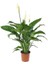 Spathiphyllum/barış Çiçeği 60-70CM 1