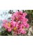 Lagerstroemia Indica Pink Pembe Oya Ağacı Fidanı 1