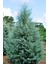 Cupressus Arizonica Mavi Servi Fidanı 1