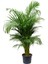 Areka Salon Palmiyesi 80-100 cm Areca Palm 1