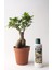 Bonsai Ficus Ginseng Çiçeği 40 CM(225 ml Besin Hediyeli) 1