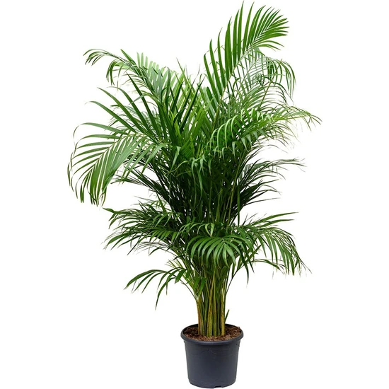 e-Botanik Areka Salon Palmiyesi 80-100 cm Areca Palm