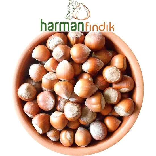 Harman Fındık Kabuklu Fındık 2,5 kg