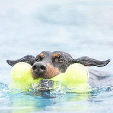 Kong Köpek Air Sq Sesli Oyuncak Kemik L 23 cm