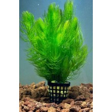 Özden Aquatics Ceratophyllum Submersum 1 Saksı Canlı Akvaryum Bitkisi