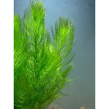 Özden Aquatics Ceratophyllum Submersum 1 Saksı Canlı Akvaryum Bitkisi