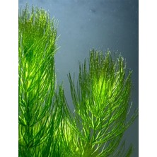 Özden Aquatics Ceratophyllum Submersum 1 Saksı Canlı Akvaryum Bitkisi