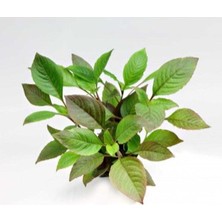 Özden Aquatics 1 Saksı Hygrophila Corymbosa (Kızıl Limon)