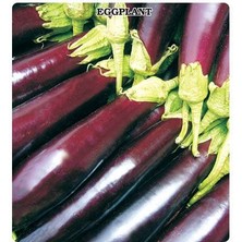 e-fidancim Kemer Patlıcan Fidesi (5 Adet)