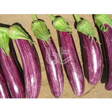 e-fidancim Manisa Çizgili Patlıcan Fidesi (5 Adet)