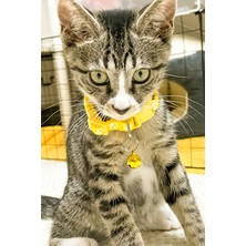 Truego Pati Desen Kedi ve Köpek Boyun Tasması - Sarı