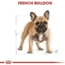 Royal Canin French Bulldog Yetişkin Köpek Maması 3 kg