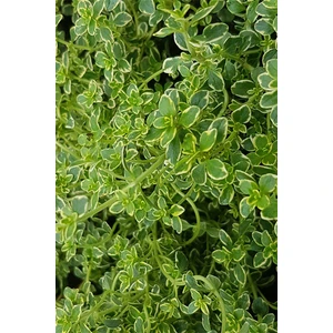 The Best Online Thymus Citriodorus, Limon Kekiği, Saksıda, 1 Adet