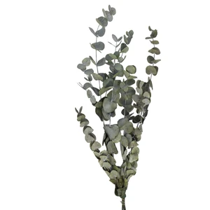 The Best Online Okaliptus Fidanı 40-50 cm