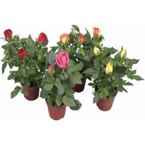 The Best Online Bodur - Ev Gülü 3 Adet