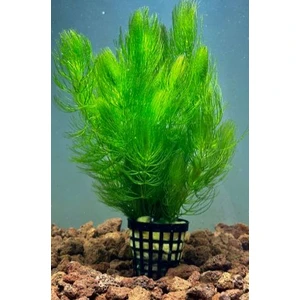 Özden Aquatics Ceratophyllum Submersum 1 Saksı Canlı Akvaryum Bitkisi