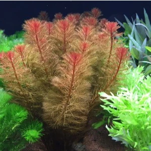 Özden Aquatics Myriophyllum Tuberculatum