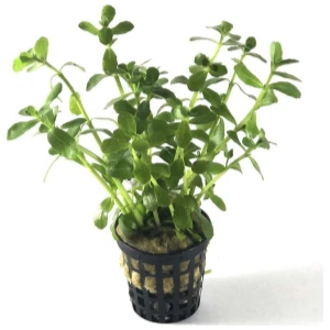 Özden Aquatics Bacopa Monnieri (1 Saksı)