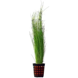 Özden Aquatics 1 Saksı Eleocharis Vivipara Canlı Akvaryum Bitkisi