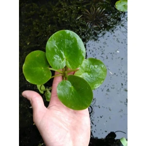 Özden Aquatics 1 Kök Limnobium Laevigatum Canlı Akvaryum Bitkisi (Su Üstü)