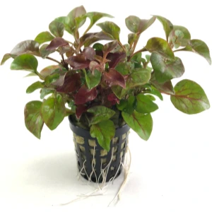 Özden Aquatics Alternanthera Btz Water Rose (1 Saksı)