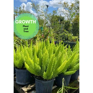 Berceste Peyzaj Tilki Kuyruğu Bitkisi