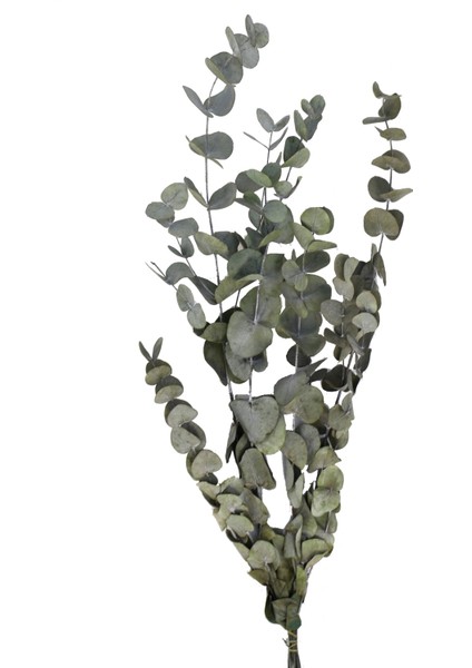 Okaliptus Fidanı 20-30 Cm, 3 Adet