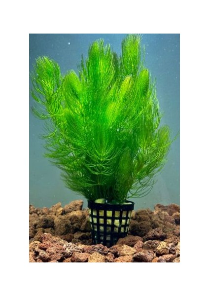 Özden Aquatics Ceratophyllum Submersum 1 Saksı Canlı Akvaryum Bitkisi