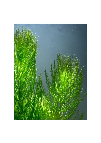 Özden Aquatics Ceratophyllum Submersum 1 Saksı Canlı Akvaryum Bitkisi