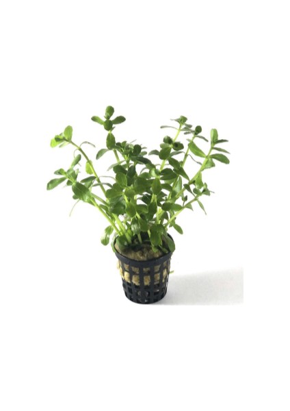 Bacopa Monnieri (1 Saksı)