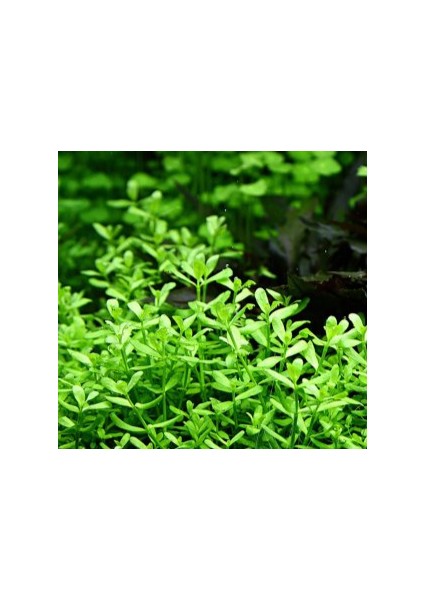 Bacopa Monnieri (1 Saksı) fiyatları